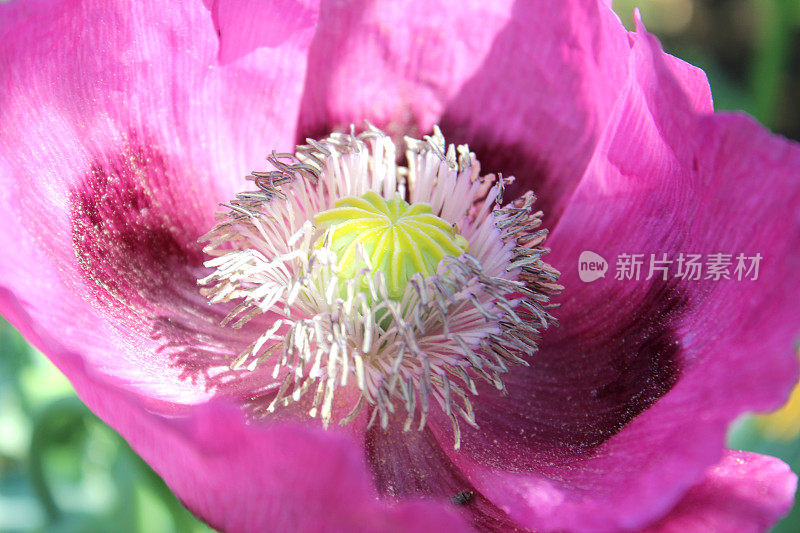花园里紫色/粉红色的罂粟花，特写罂粟花蕊